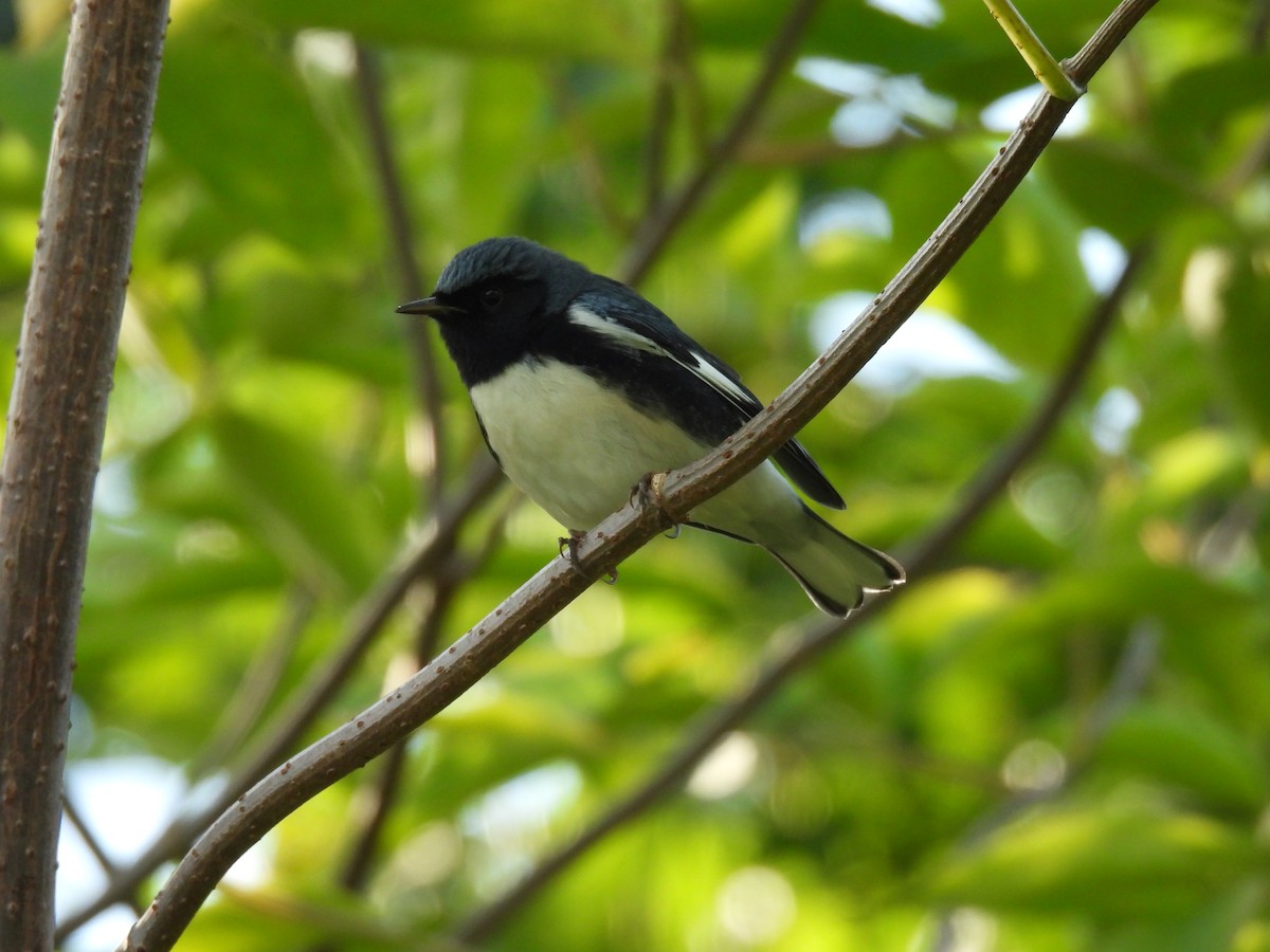 Black-throated Blue Warbler - ML609112289