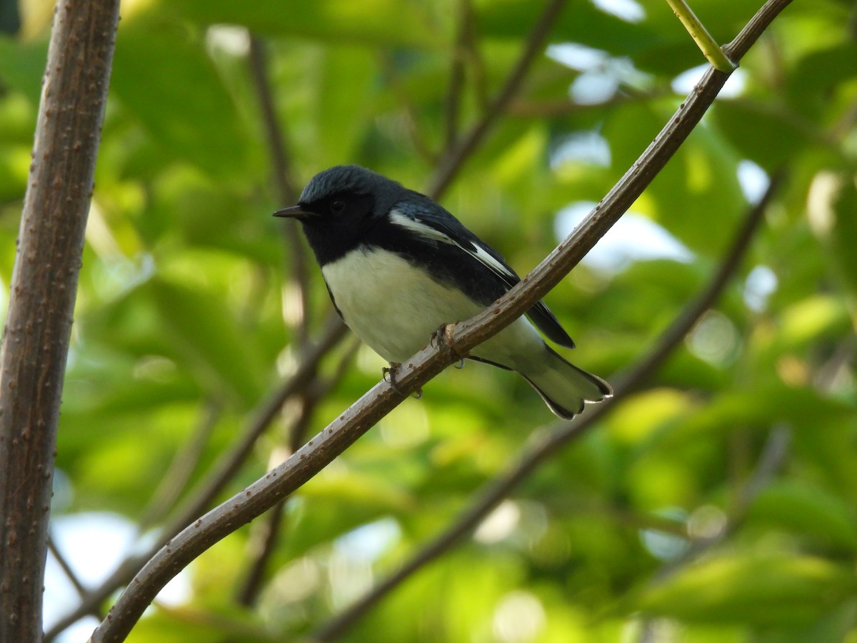 Black-throated Blue Warbler - ML609112290