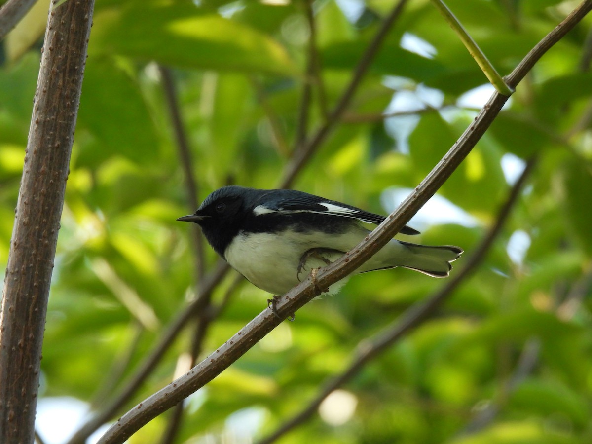 Black-throated Blue Warbler - ML609112291