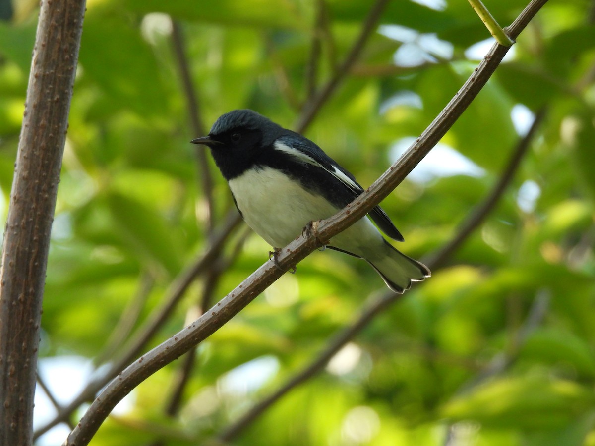 Black-throated Blue Warbler - Julius Marinov