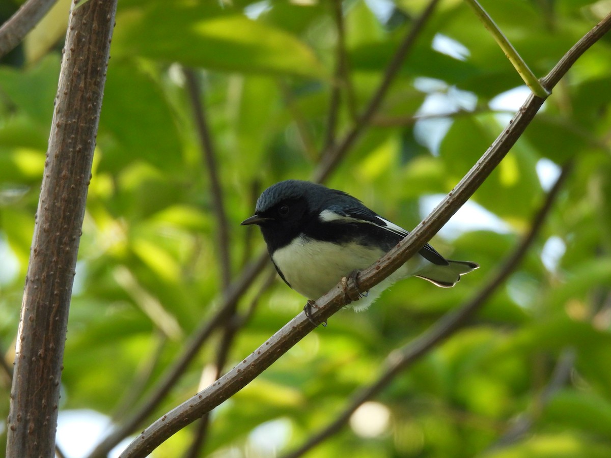 Black-throated Blue Warbler - ML609112293