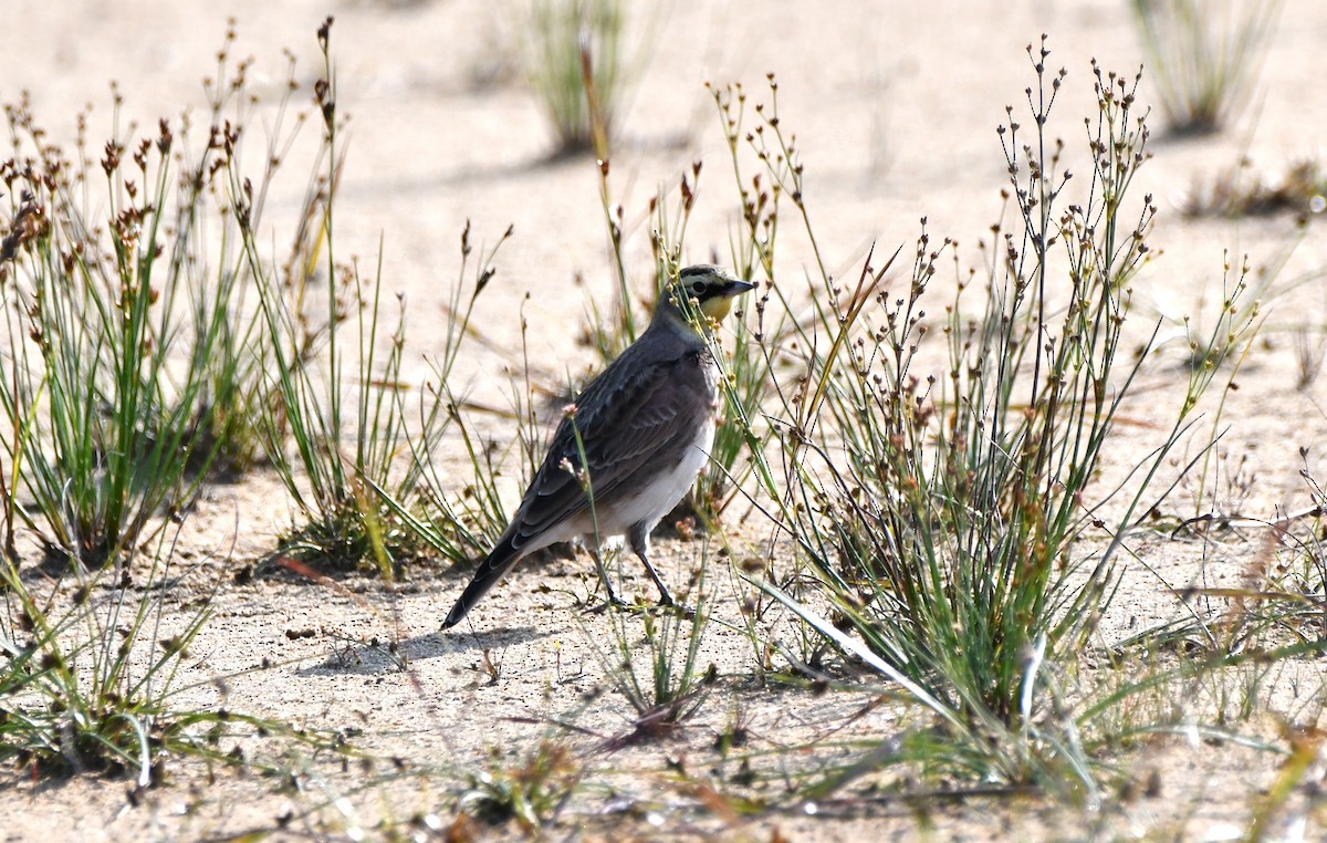 Horned Lark - ML609112326