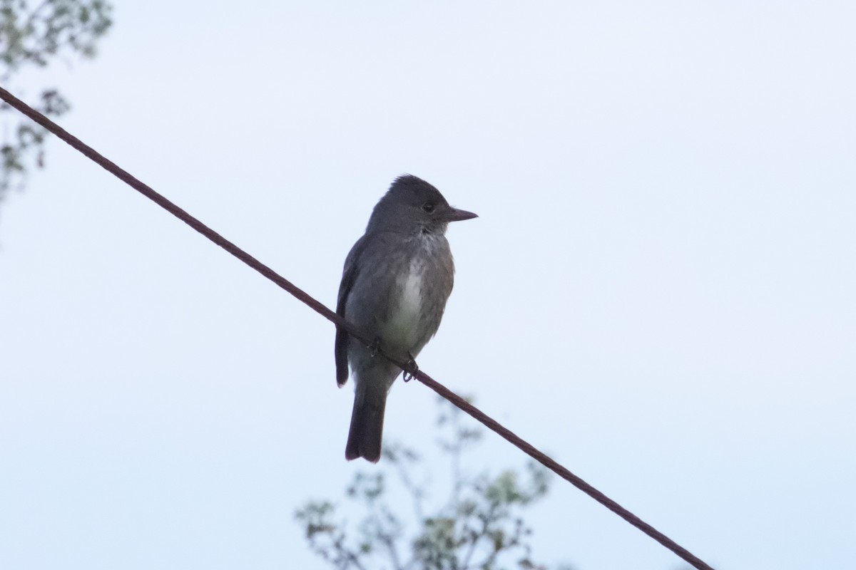 Olive-sided Flycatcher - ML609112345