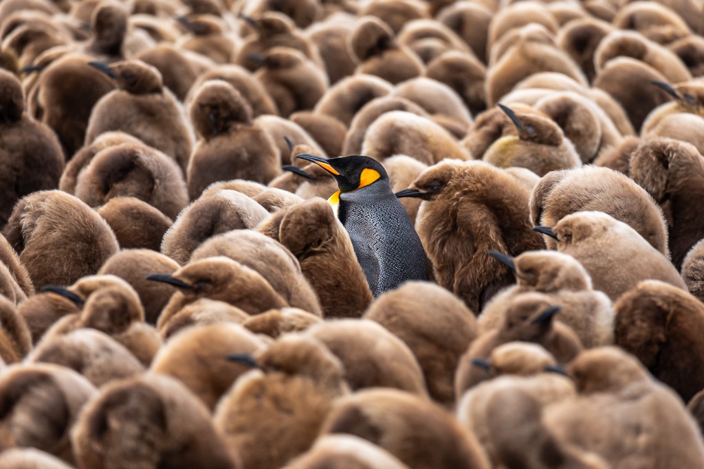 King Penguin - Andy Pollard / Falklands Nature