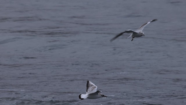 Gaviota Reidora - ML609112468