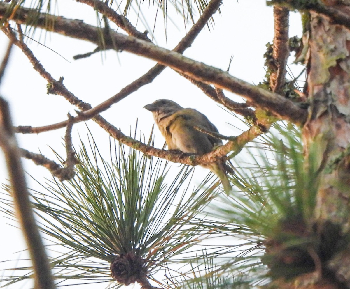 Red Crossbill - ML609112543