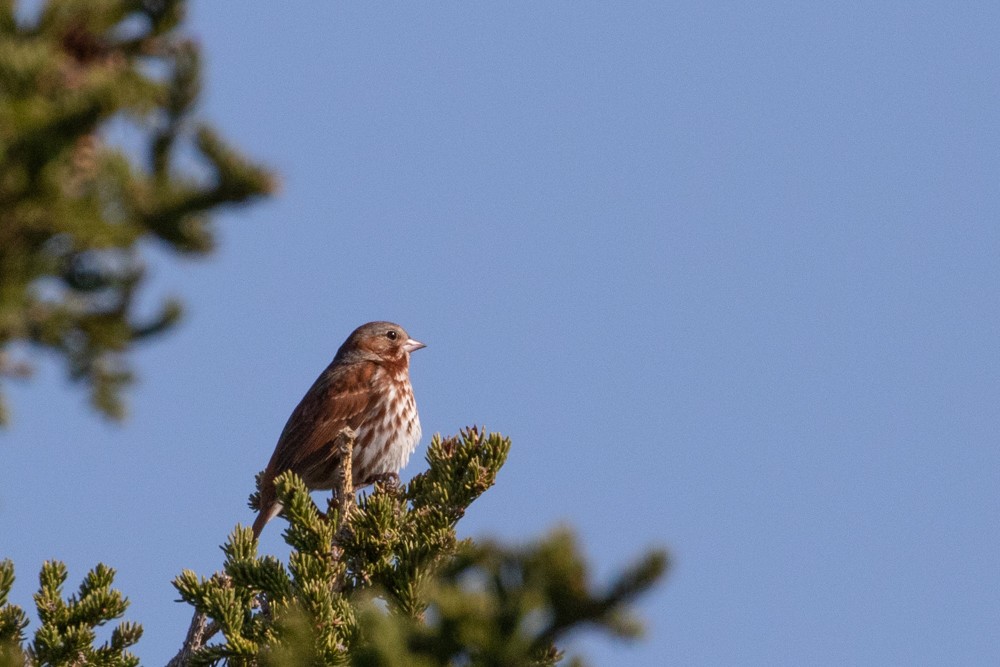 Fox Sparrow - ML609112544