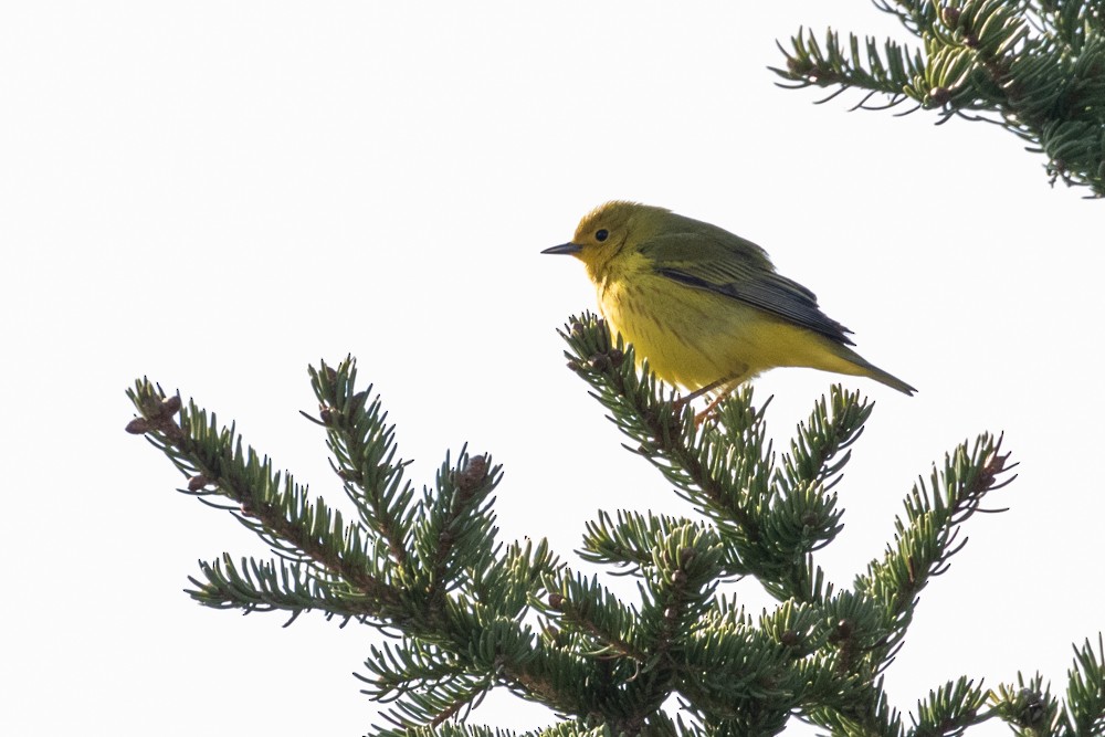 Yellow Warbler - ML609112554