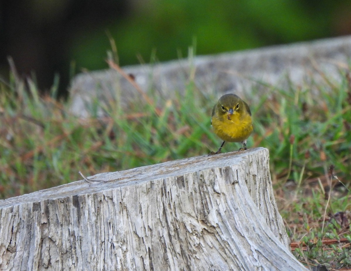 Pine Warbler - ML609112586