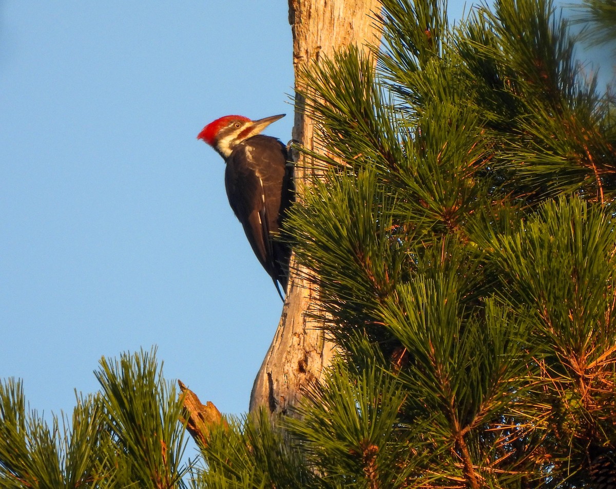 Pileated Woodpecker - ML609112598