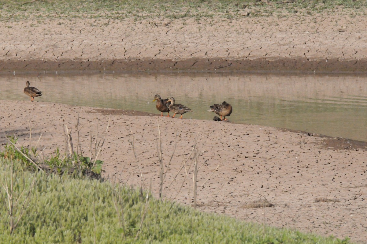 Canard du Mexique - ML60911261