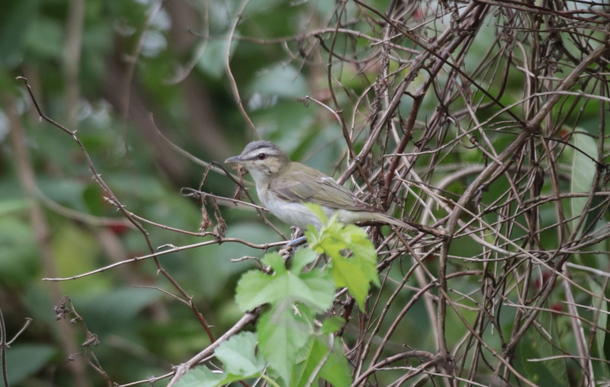 Vireo Ojirrojo - ML609112610