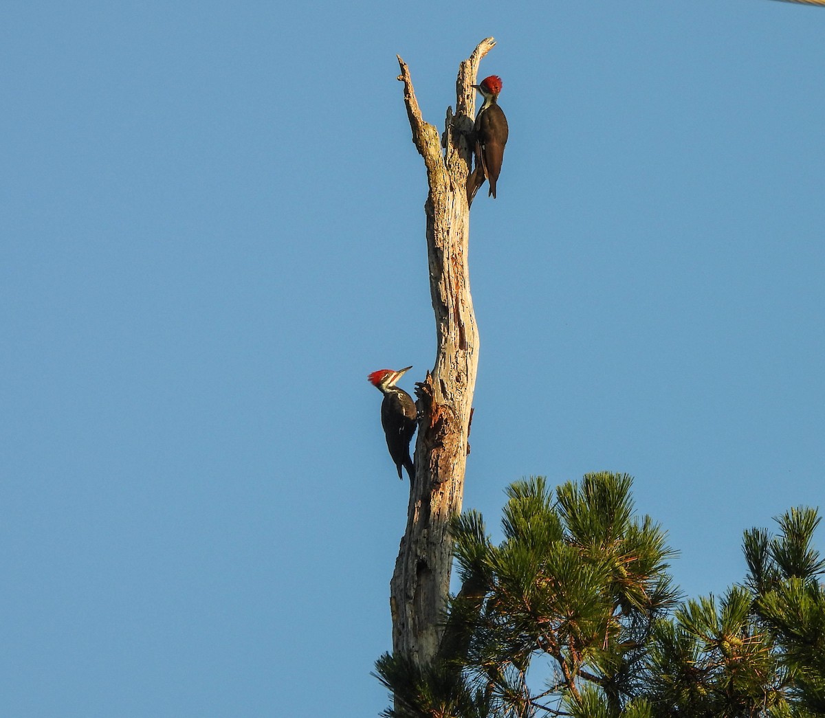 Pileated Woodpecker - ML609112611