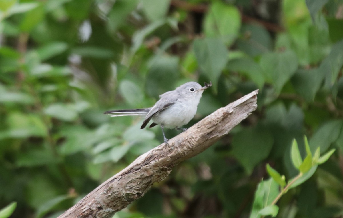 Blue-gray Gnatcatcher - ML609112618