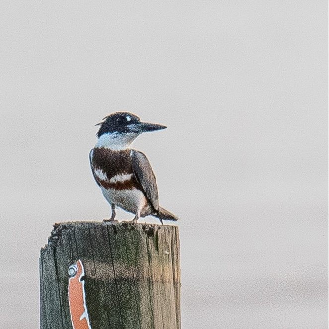 Belted Kingfisher - ML609112621