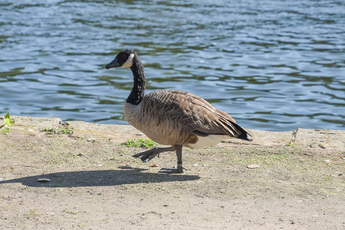 Canada Goose - Christy Hibsch