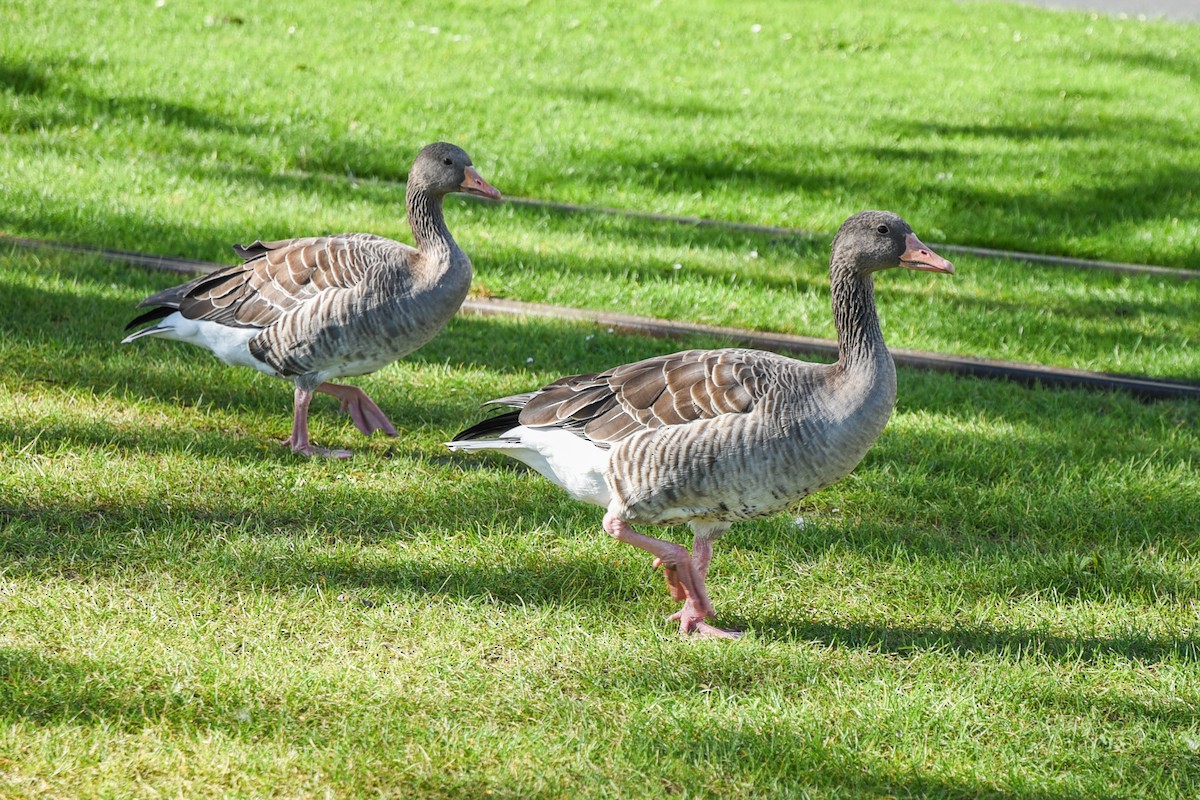 Graylag Goose - Christy Hibsch