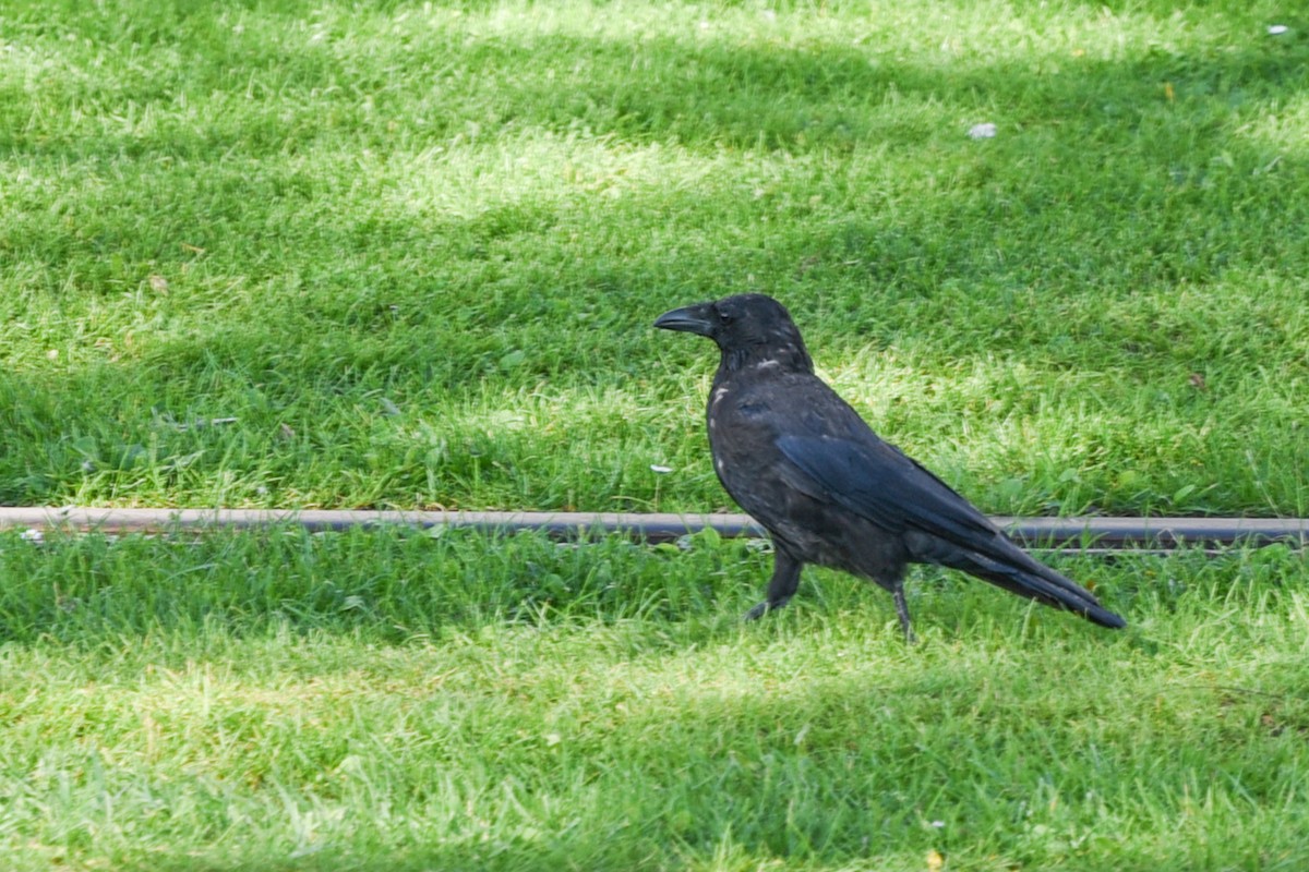 Carrion Crow - ML609112634