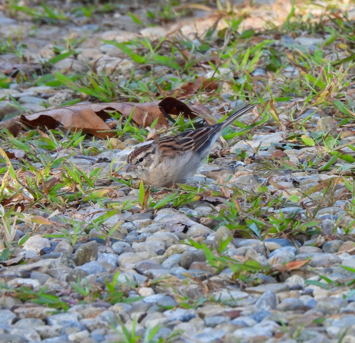 Chipping Sparrow - ML609112638