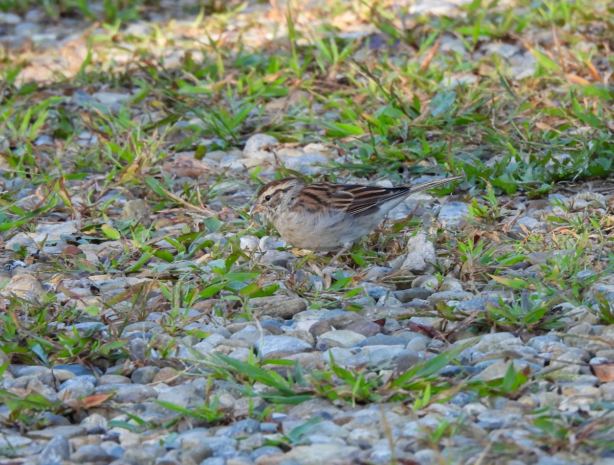 Chipping Sparrow - ML609112639