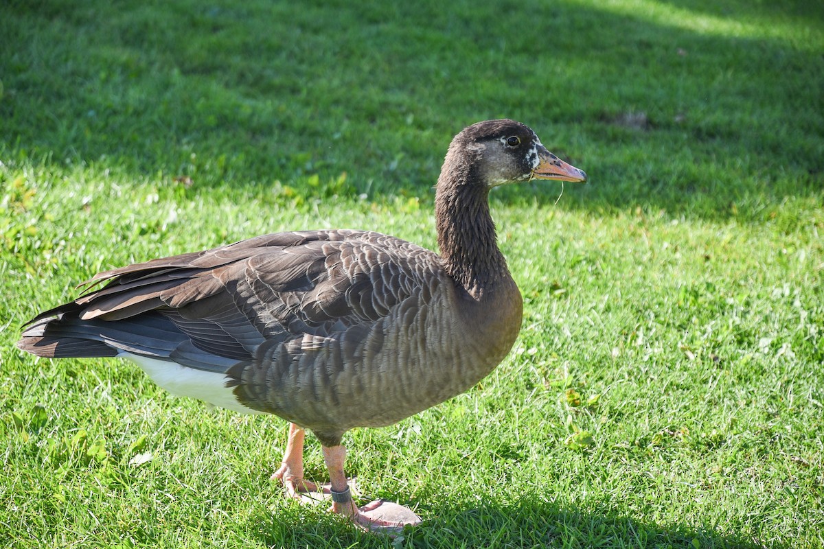 husa velká x berneška velká (hybrid) - ML609112640