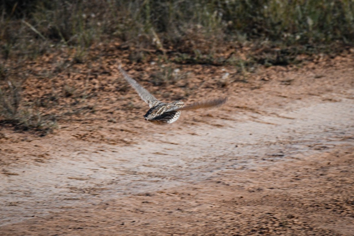 Stubble Quail - ML609112671