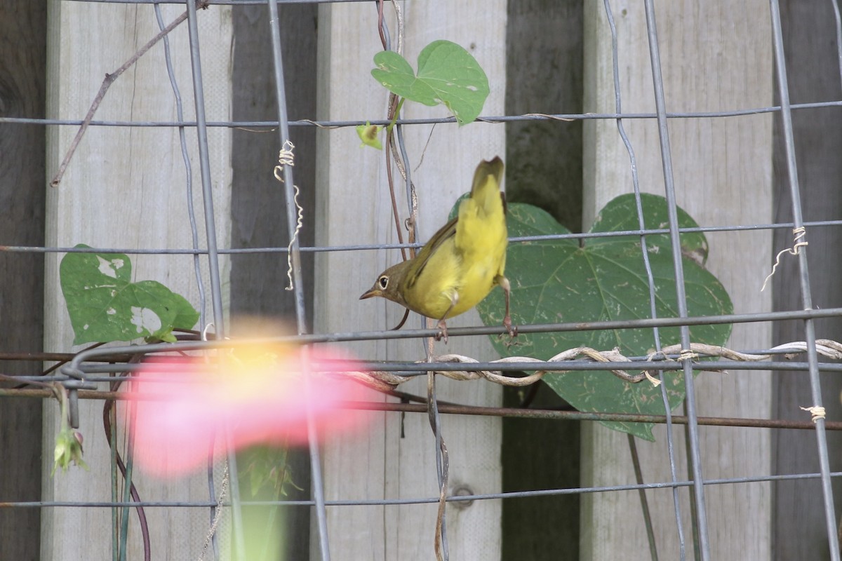Connecticut Warbler - ML609112693