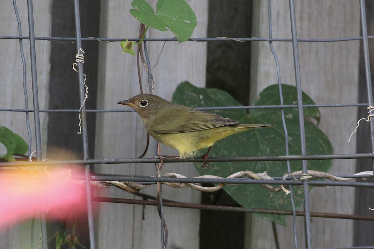Connecticut Warbler - ML609112695