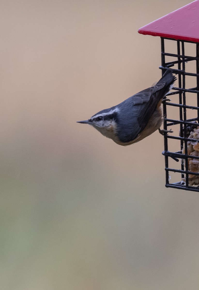 Red-breasted Nuthatch - ML609112718