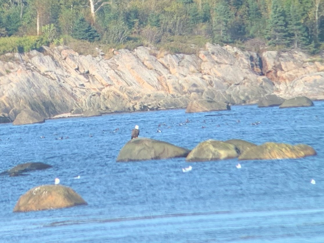 Bald Eagle - ML609112743