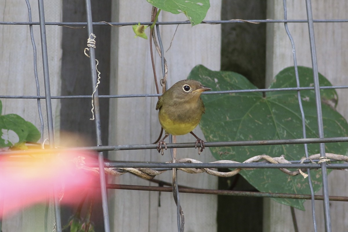 Connecticut Warbler - ML609112775
