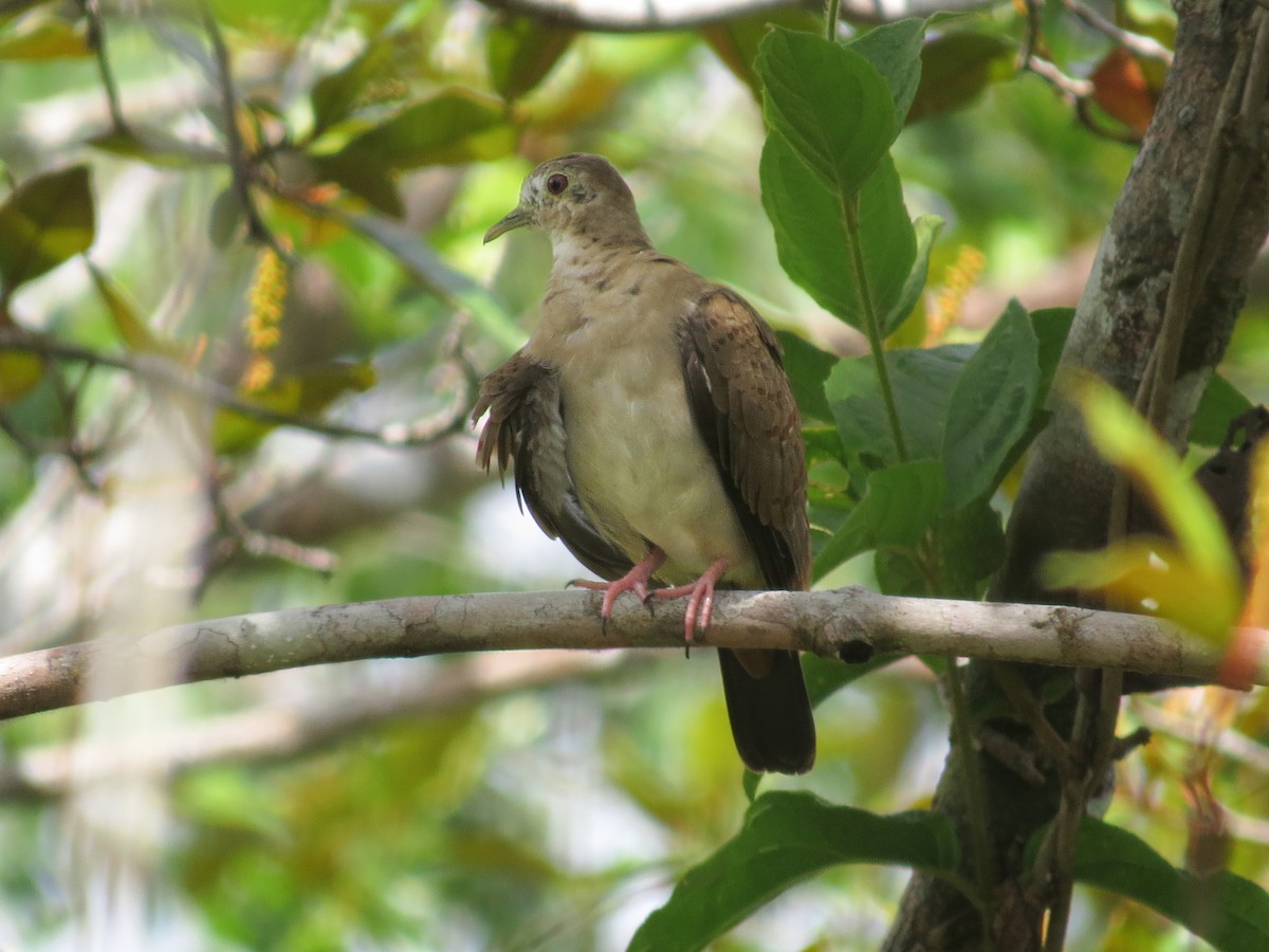 Blue Ground Dove - ML609112806