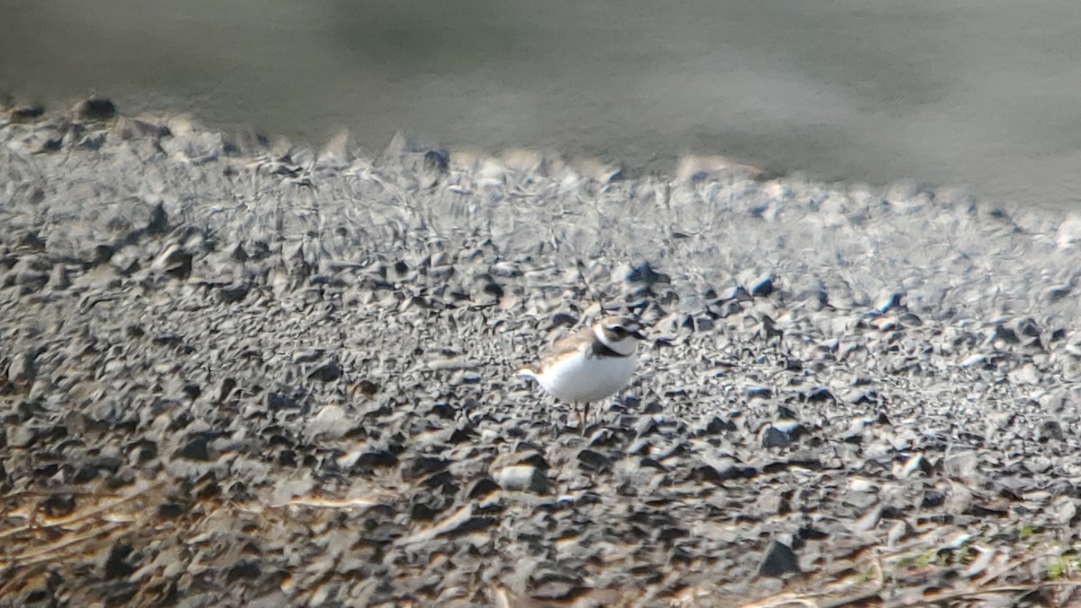 Semipalmated Plover - ML609112851