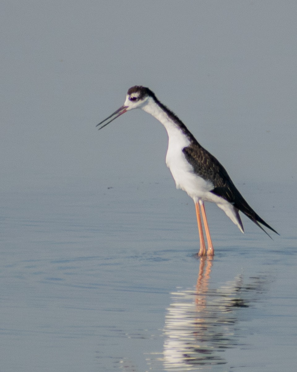 Black-necked Stilt (Black-necked) - ML609113046