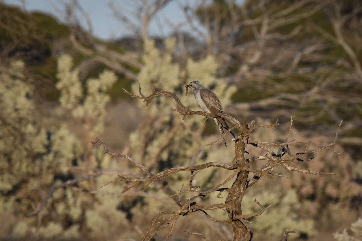 Pallid Cuckoo - ML609113056