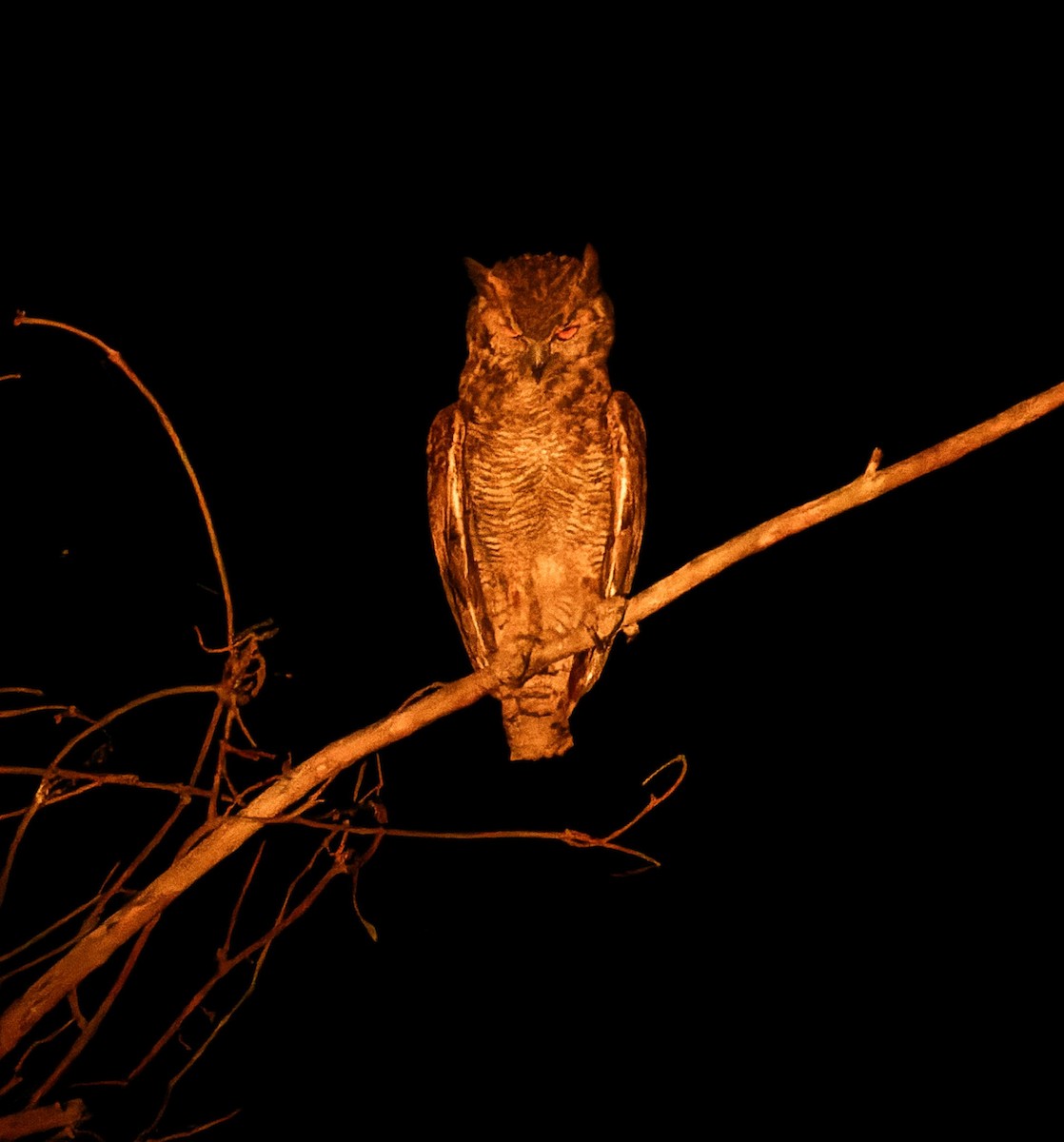 Great Horned Owl - ML609113074