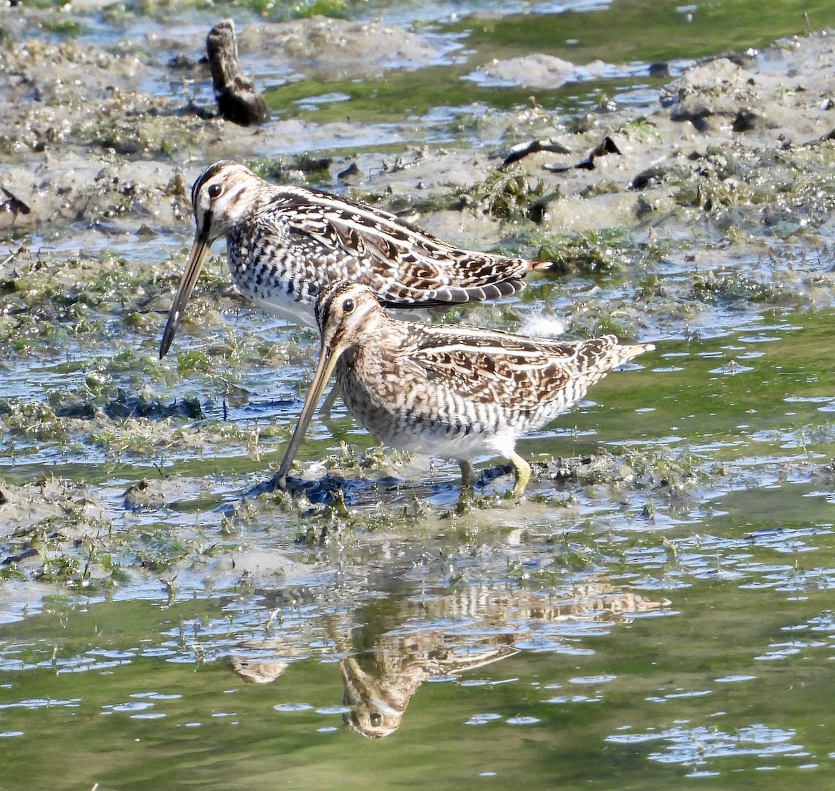 Wilson's Snipe - ML609113086