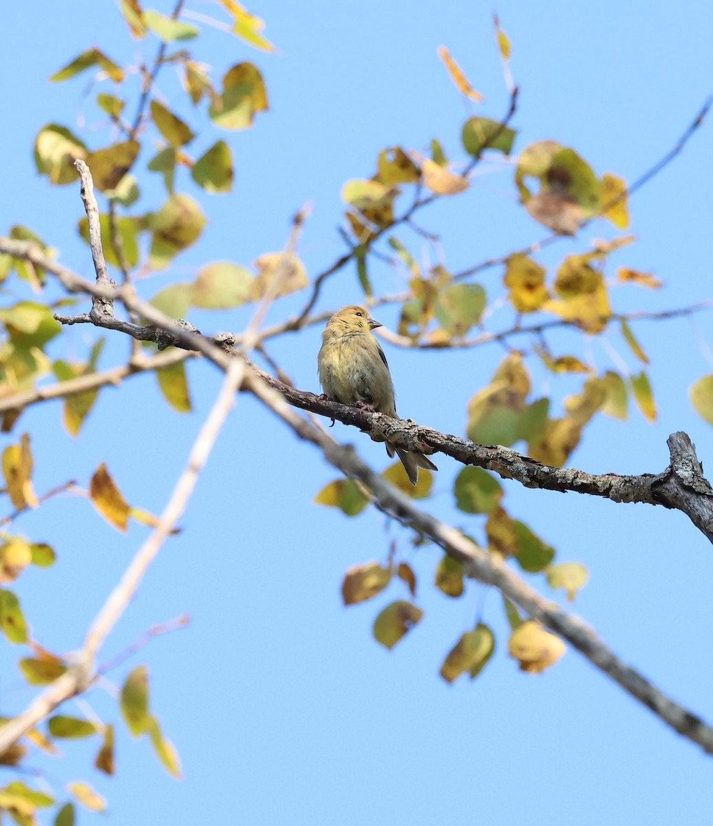 American Goldfinch - Marie Provost