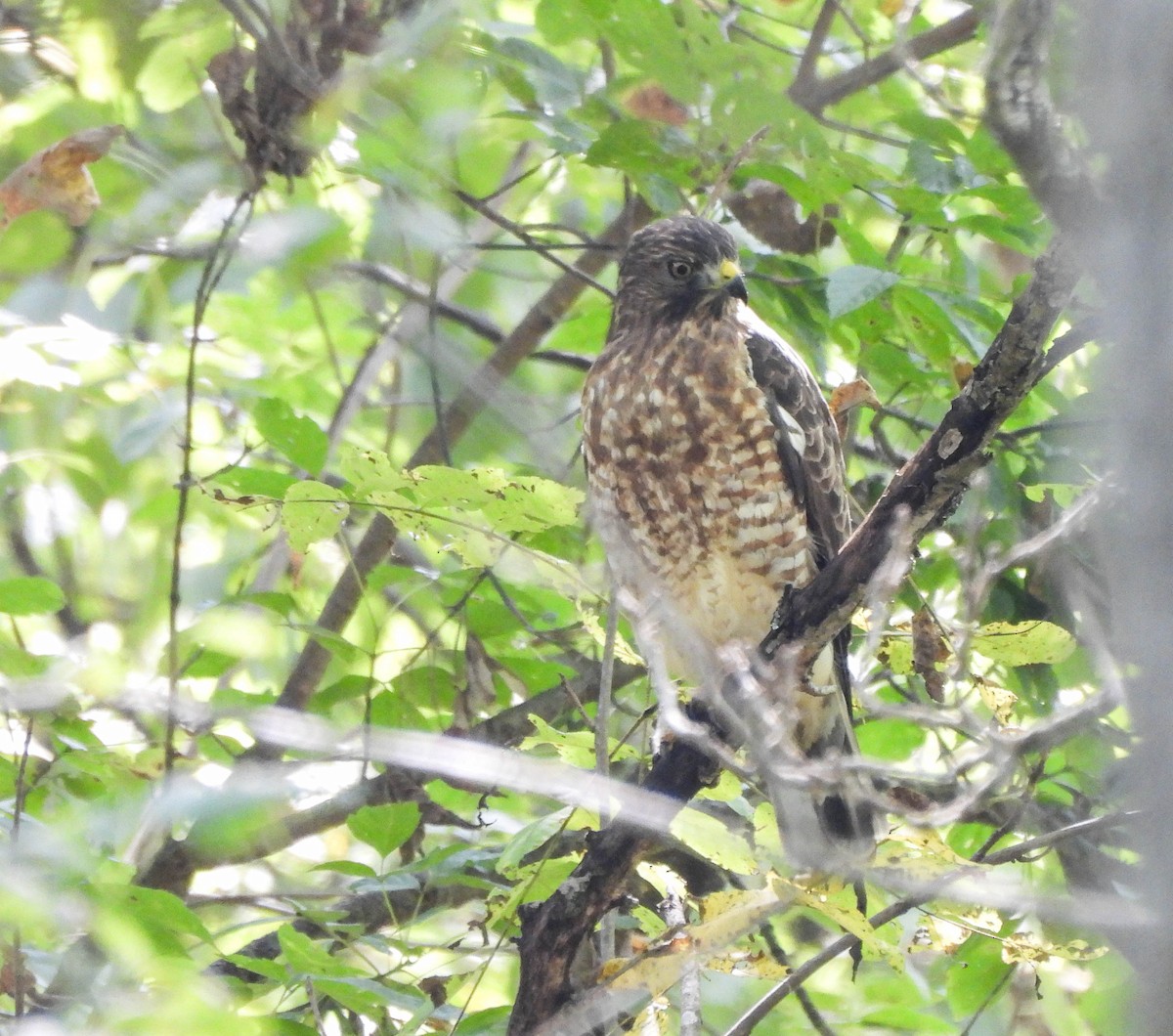 Broad-winged Hawk - ML609113108