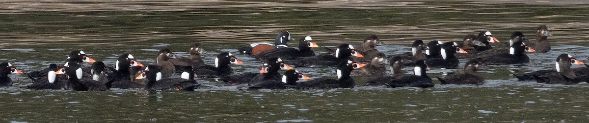 Surf Scoter - ML609113109