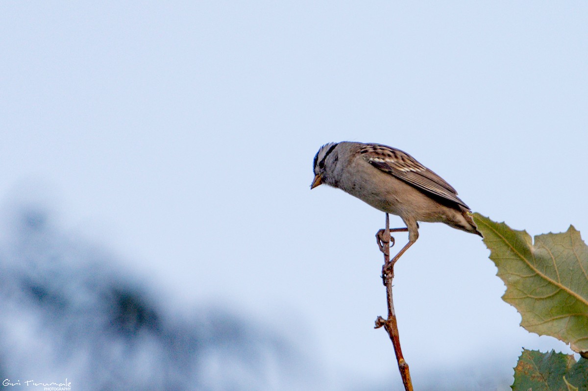 White-crowned Sparrow - ML609113125