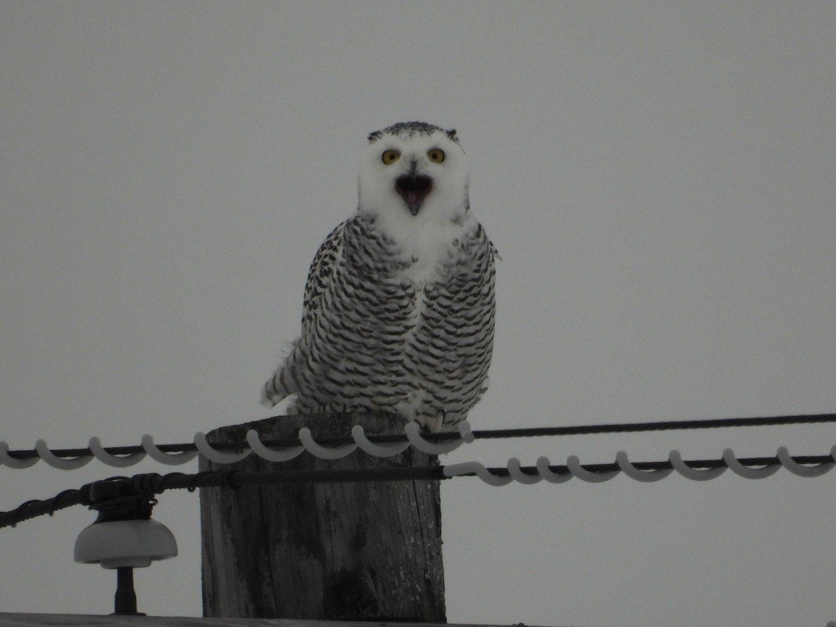Snowy Owl - ML609113160