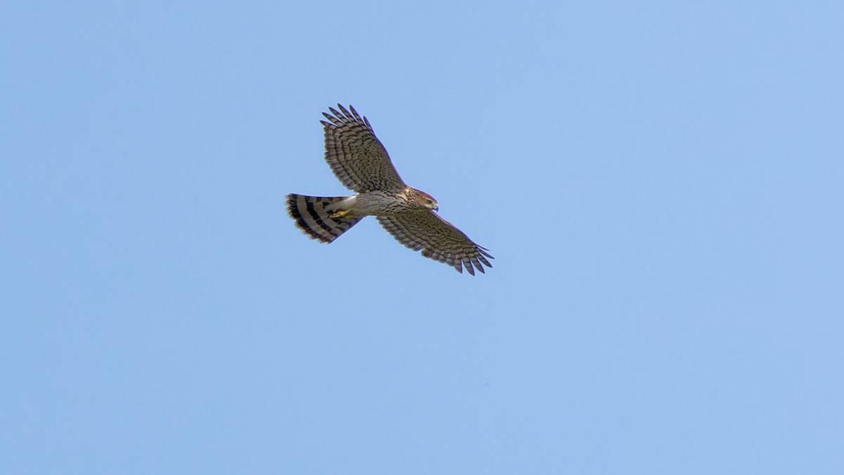 Cooper's Hawk - ML609113162