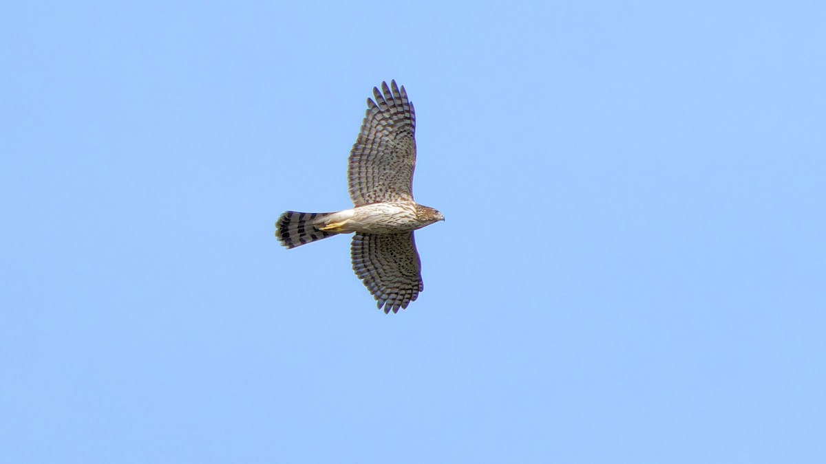 Cooper's Hawk - ML609113163