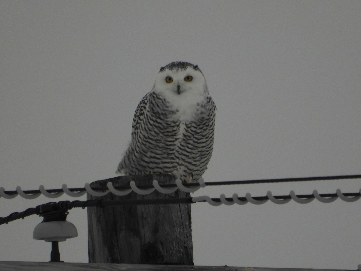 Snowy Owl - ML609113201