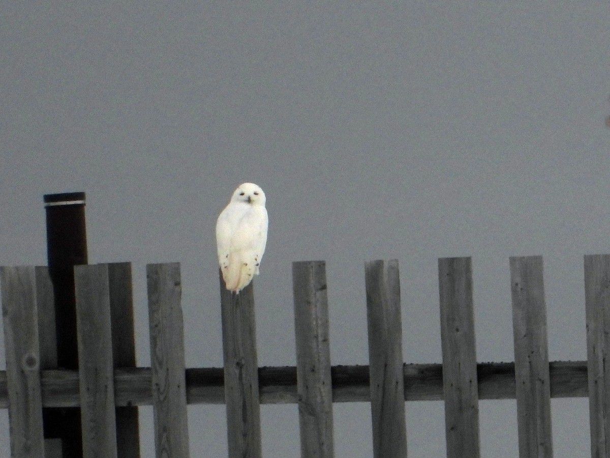 Snowy Owl - ML609113219