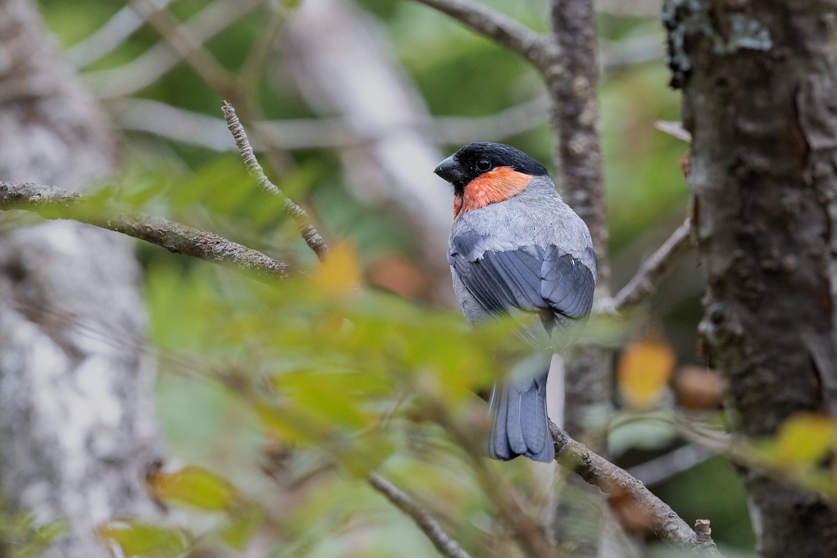 Eurasian Bullfinch (Baikal) - ML609113226