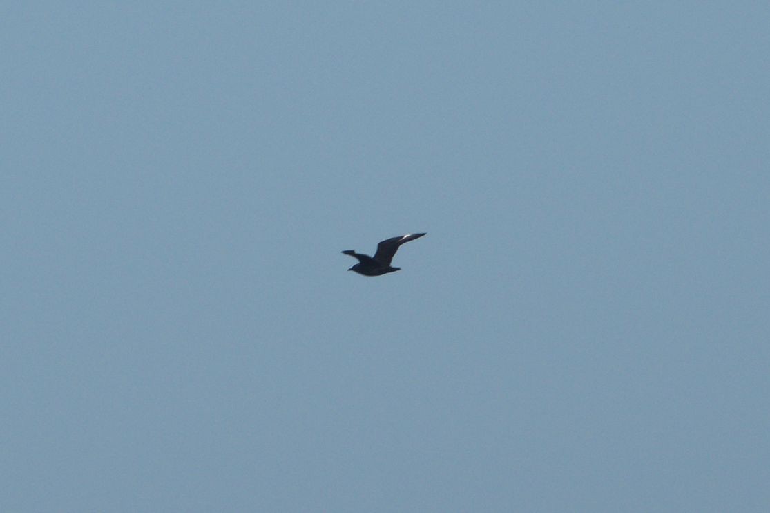 South Polar Skua - ML609113276