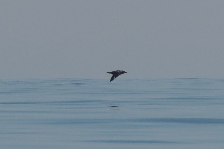 South Polar Skua - ML609113278