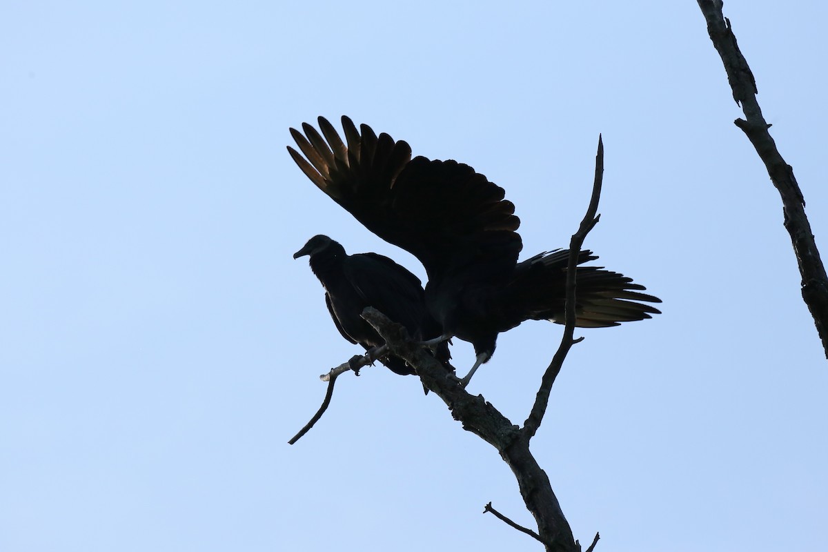 Black Vulture - Ron Sempier